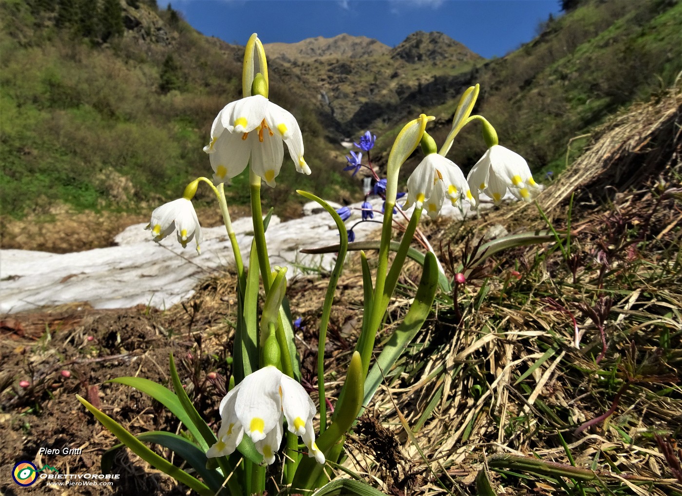 15 Campanelline (Leucojum vernum) con Scilla bifolia.JPG